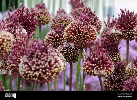 Allium Red Mohican In Flower Stock Photo Alamy