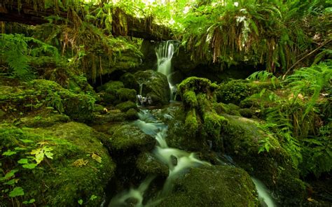 Forest Jungle Green Stream Timelapse Moss Fern Rocks Stones Wallpaper