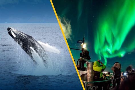 Northern Lights Cruise Plus Whale Watching Tour From Reykjavik 2024
