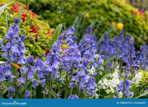 Close Up Of Bluebell Flowers In Bloom In The Garden Stock Image Image