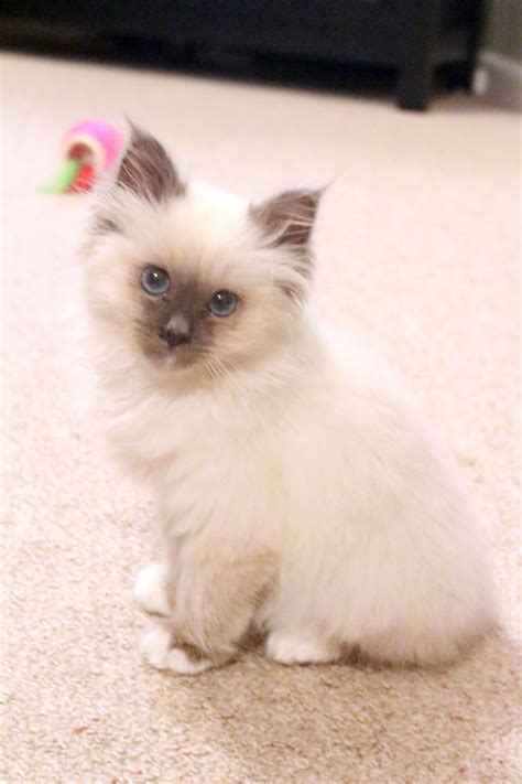 9 Gigantic Influences Of Birman Kitten For Sale Usa Birman Kitten For