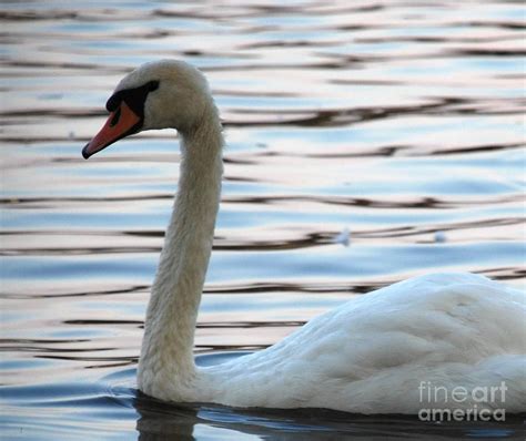 Ugly Duckling Photograph By Basia Debska Pixels