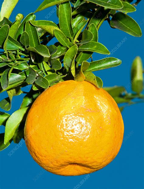 We did not find results for: Orange Fruit Growing on Tree - Stock Image - C012/4617 ...