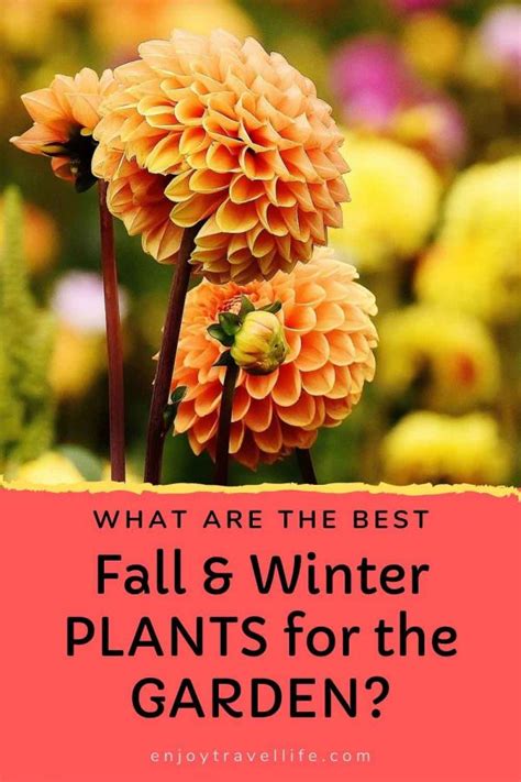 What Are The Best Fall And Winter Plants For The Garden