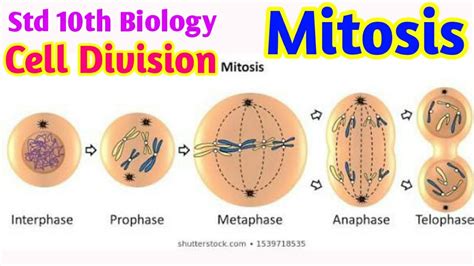 Std 10th Science 2 Mitosis Cell Division Full Explanation Youtube