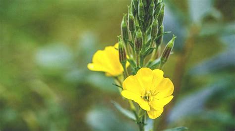 Evening primrose oil is a powerful natural remedy that is extracted from the seeds of the evening primrose plant. Evening Primrose Oil: Benefits, Use, and More