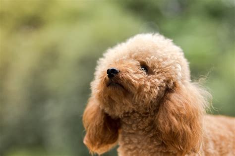 Teacup Toy Poodle Dog Breed Information Characteristics And Facts