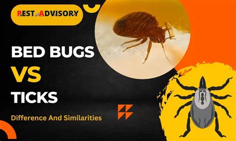 Bed Bugs Vs Ticks Differences And Similarities