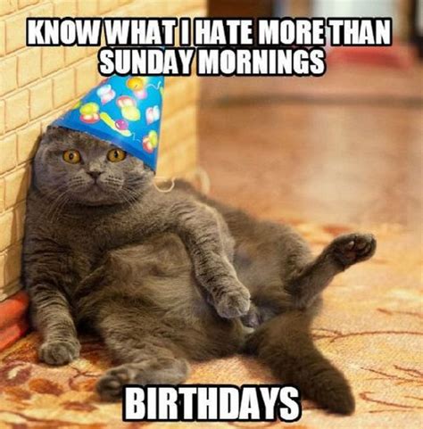 101 Funny Cat Birthday Memes For The Feline Lovers In Your Life