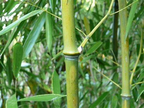 How To Grow Bamboo Bob Vila