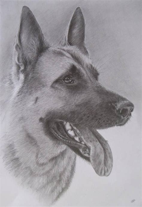 Drawing Of A German Shepherd Pet Portrait Dog Drawing Animal