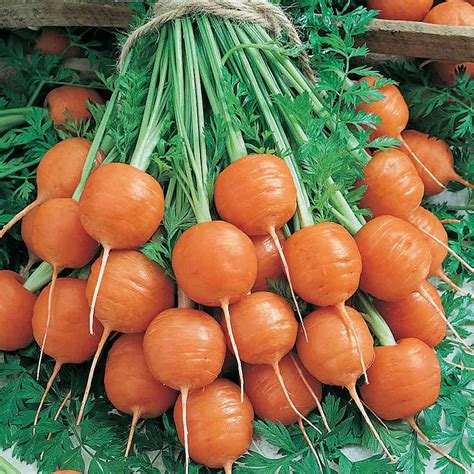 Parisian Carrot Seeds 4 Oz Non Gmo Heirloom Vegetable Garden Seeds