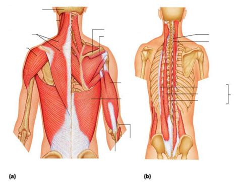 Group activity can you make a flow diagram to show the different levels of skeletal muscle structure? Human Arm Muscles Unlabeled - Fitness Disciplines