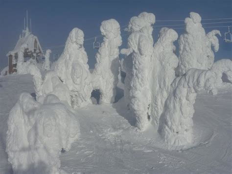 Snow Ghosts At The Top Picture Of Whitefish Mountain Resort Whitefish TripAdvisor