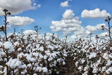 Image Of Cotton Plants Ready For Harvest Austockphoto