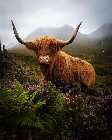 Visitscotland On Instagram Have You Ever Seen A Coo Work The Wet Look