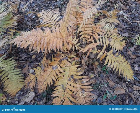 Yellow Leaves Of Ferns In The Autumn Forest Stock Image Image Of