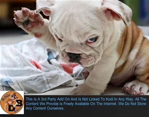 Featured famous dog with a french bulldog name. Pin by Aaron on Kodi | Good movies, Movies 2017, French ...