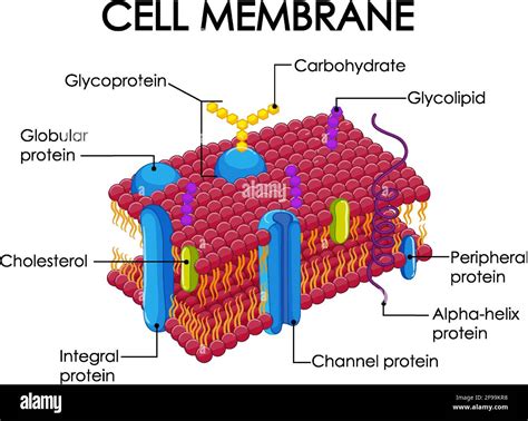 Human Cell Membrane Structure Illustration Stock Vector Image And Art Alamy