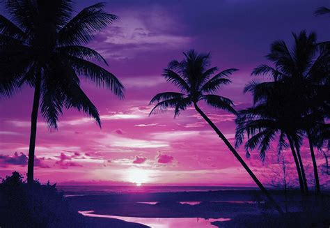 beach tropical sunset purple palms 889wm tapeedikodu ee