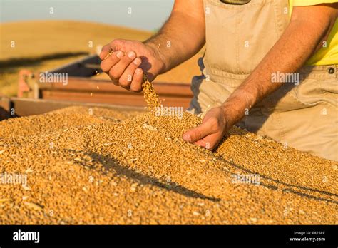 Farmer Inspecting Freshly Harvested Wheat Grains Stock Photo Alamy