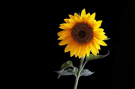 Sunflower on black by Mauro Moroni on 500px | Sunflower wall art, Sunflower, Sunflower wallpaper