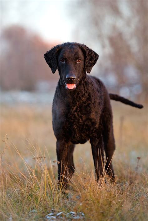 Developed in england, this breed was a favorite of english huntsmen who admired annual cost of owning a curly coated retriever puppy. Curly-Coated Retriever Dog Breed Information, Pictures ...