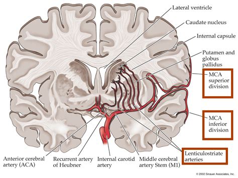 Anterior Cerebral Artery