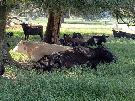 Its Hot Out There And Shade Is Key To Cattle Performance Panhandle Agriculture