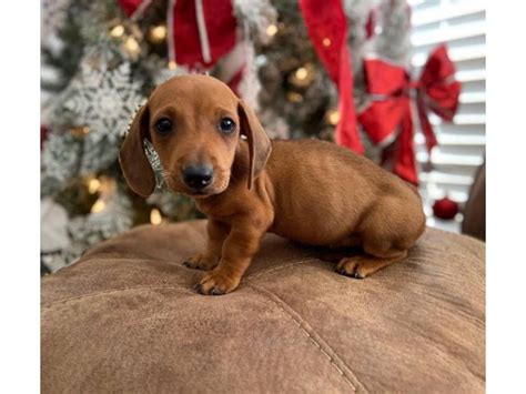 Visit us now to find your dog. Sweet Male Dachshund puppy 8 weeks old in Los Angeles ...