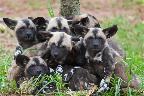African wild dogs live in packs that are usually dominated by a monogamous breeding pair. Cute&Cool Pets 4U: African Painted Wild Dogs Review