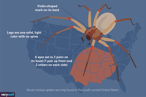 Brown Recluse Spiders How To Tell If You Were Bitten