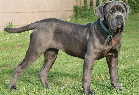 Mastif Napolitan Caracteristici Rasă Câine Tărâmul Animalelor
