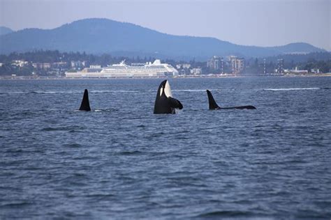 Best Whale Watching Tours In Vancouver Uncovering British Columbia