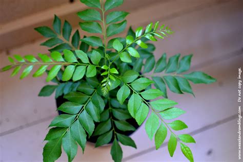 Pohon daun kari, atau pohon salam koja, adalah tumbuhan yang daunnya sering dipakai sebagai penyedap rasa kari. Pengusaha & Pembekal Anak Pokok Kari (Murraya Koenigii ...
