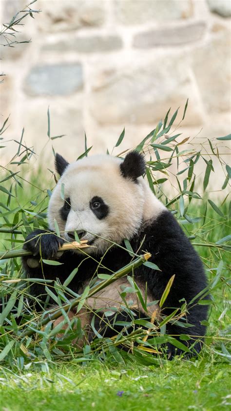 Download Wallpaper 1350x2400 Panda Leaves Branches Grass Animal