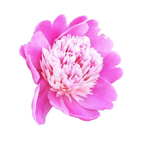 Pink Peony Flower Stock Photo Image Of Pink Pretty 150221690