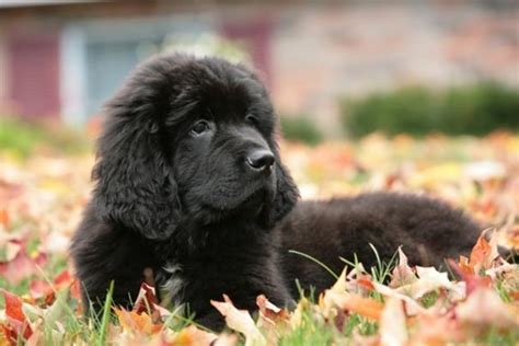 Pin On 9 Newfoundland Dogs
