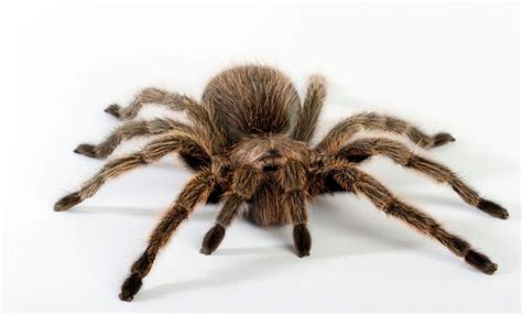 Thousands Of Tarantulas Will Soon Be Marching Through Colorado Heres