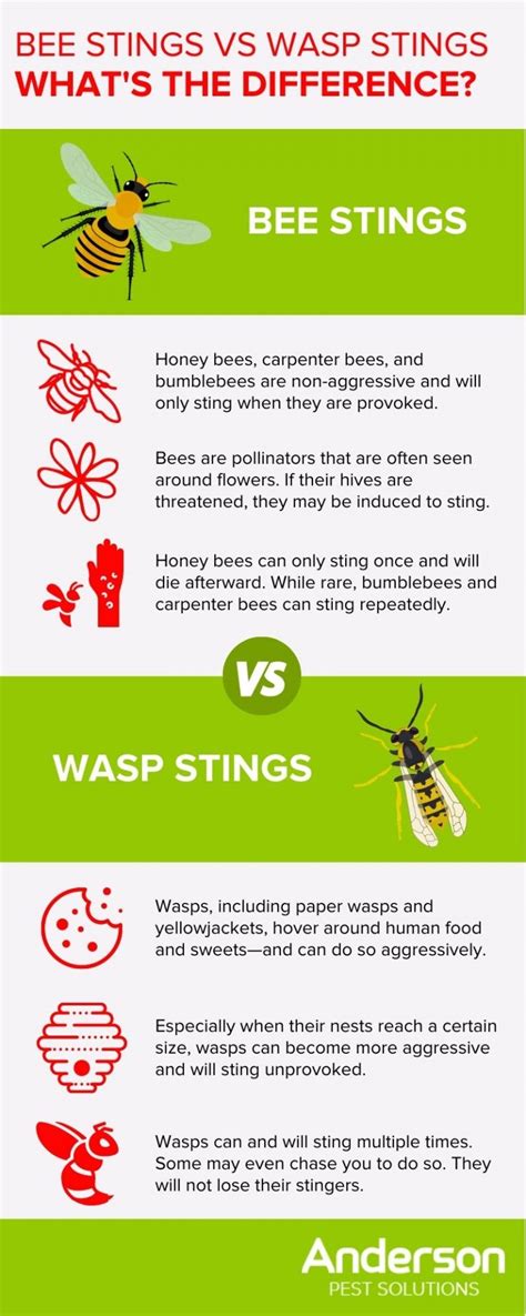 Bee Stings Vs Wasp Stings What S The Difference Illinois Indiana