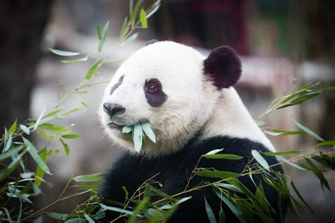 Washington Zoo Prepares To Say Goodbye To Its Miracle Giant Panda Bao