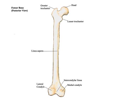 Long bones have a spongy bone on their ends but have a hollow medullary cavity in the. Practical #2 - Anatomy & Physiology 2451 with Dr. Pesthy ...
