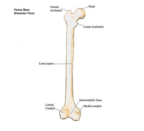 We did not find results for: Practical #2 - Anatomy & Physiology 2451 with Dr. Pesthy ...