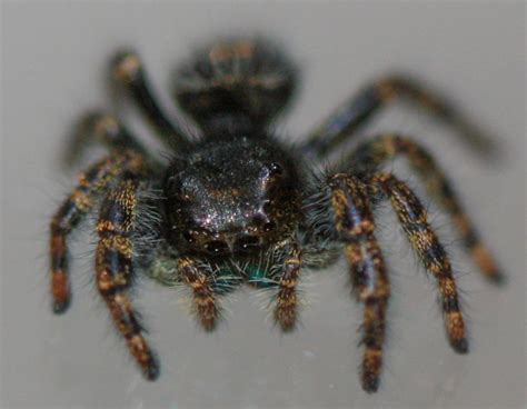 There is a pattern of white, yellow, or orange spots on the top of the abdomen (orange on the younger spiders), and the chelicerae frequently have an iridescent green hue. Spiders Gallery of Images 1