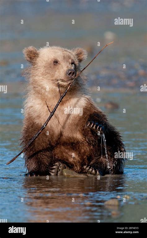 Brown Bear Cub Ursus Altos Playing With Stick On Tidal Flat Lake