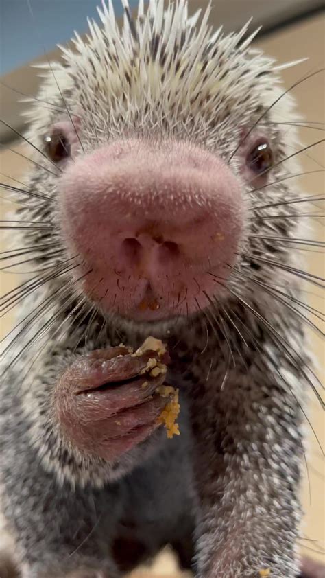 Everyones Favorite Is Back Rico The Porcupine Eating Snacks We Could