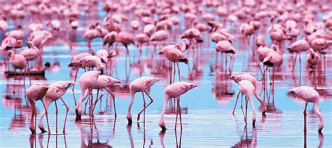 Flamingo Desktop Wallpapers Top Free Flamingo Desktop Backgrounds