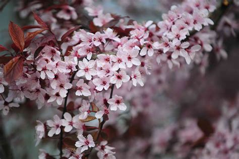 Purple Leaf Sand Cherry Plant Care And Growing Guide