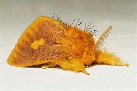 Tussock Moth Euproctis Plagiata Lymantriinae Erebidae Flickr