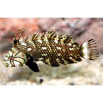 We believe in helping you find the product that is right for you. Dragon Wrasse | Wrasse, Fish pet, Saltwater aquarium